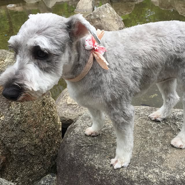 実例写真