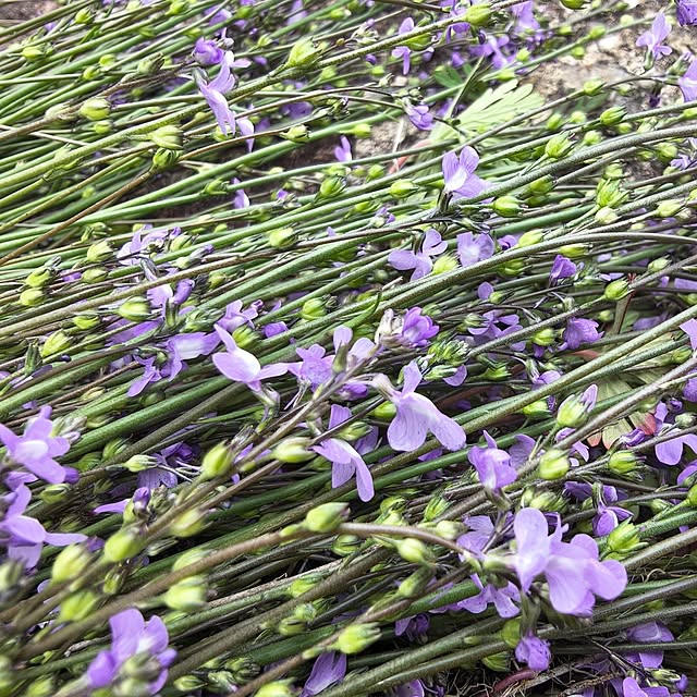 Rubiconさんの実例写真