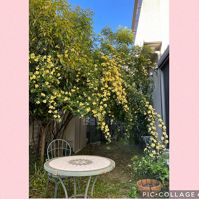 roserose555さんの実例写真