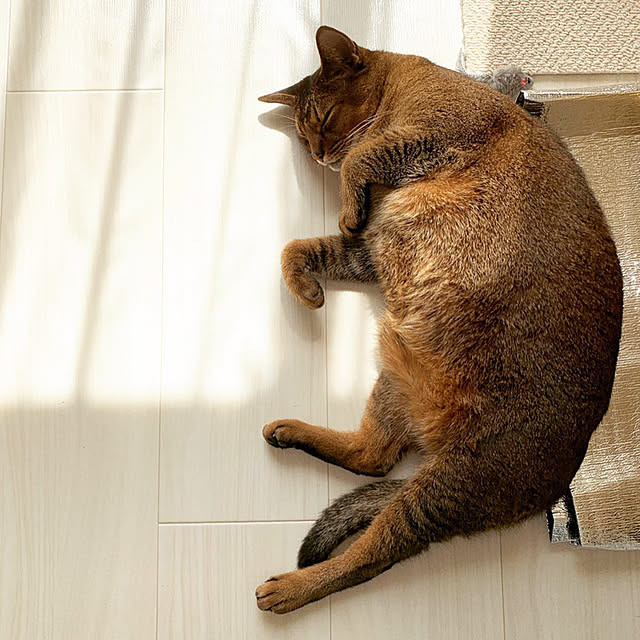 michunekoさんの実例写真