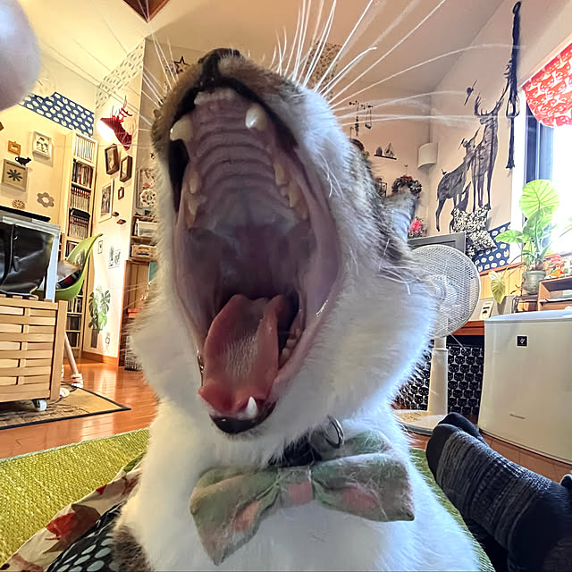 jijiさんの実例写真