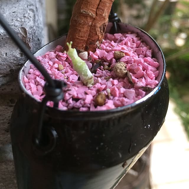 玄関/入り口/新芽！/多肉植物のインテリア実例 - 2016-10-02 17:48:54