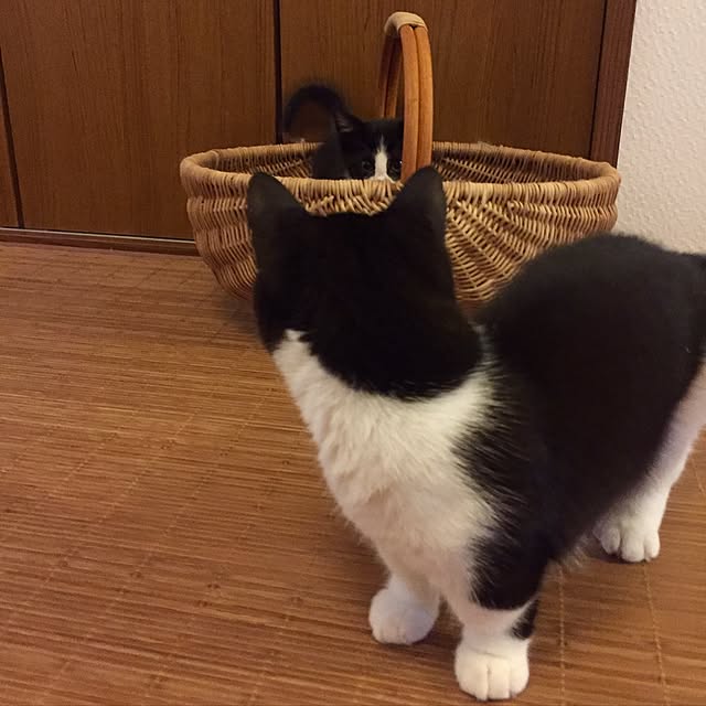 butachanさんの実例写真