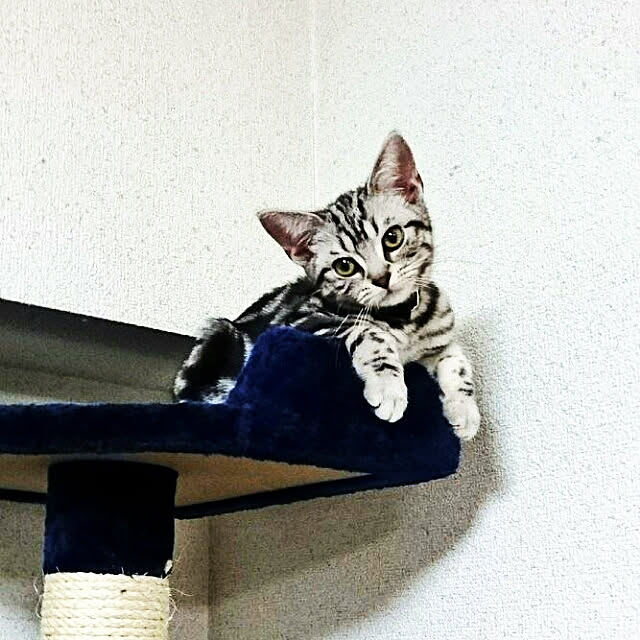 CatClipさんの実例写真