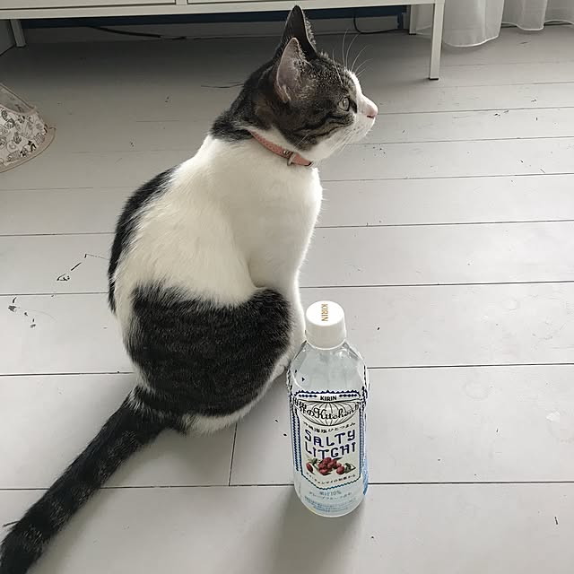 Shihoさんの実例写真