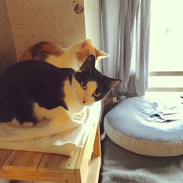 ziziguguさんの実例写真