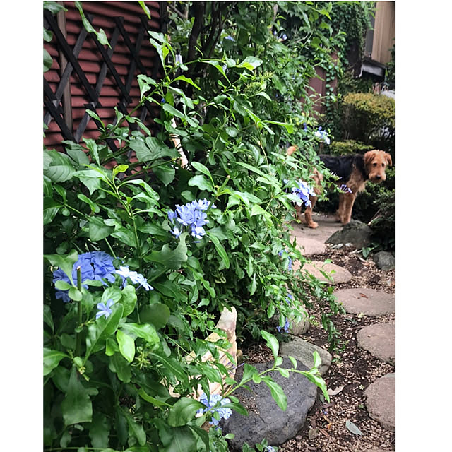riettaさんの実例写真