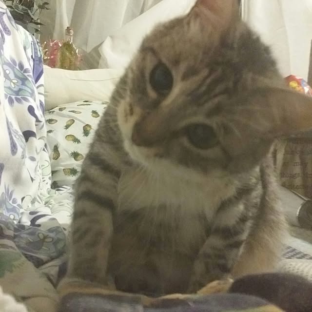 annさんの実例写真