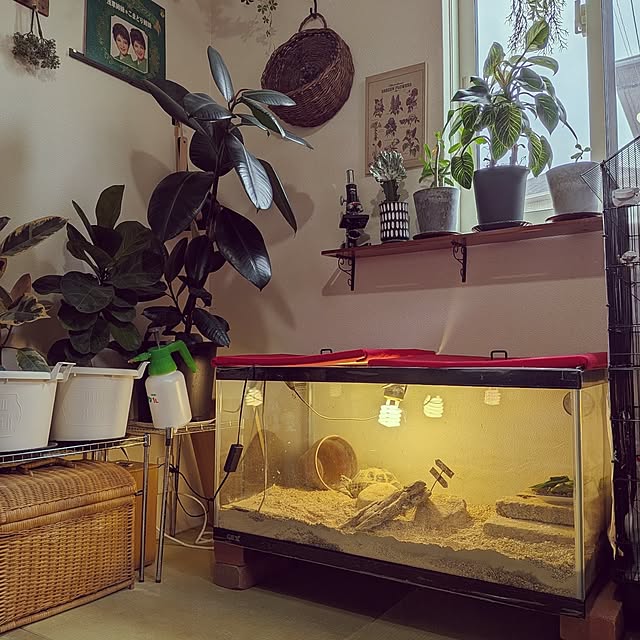 umeboshicyanさんの部屋