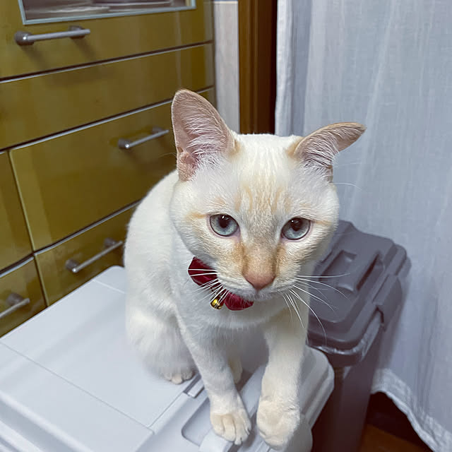 himetanさんの実例写真