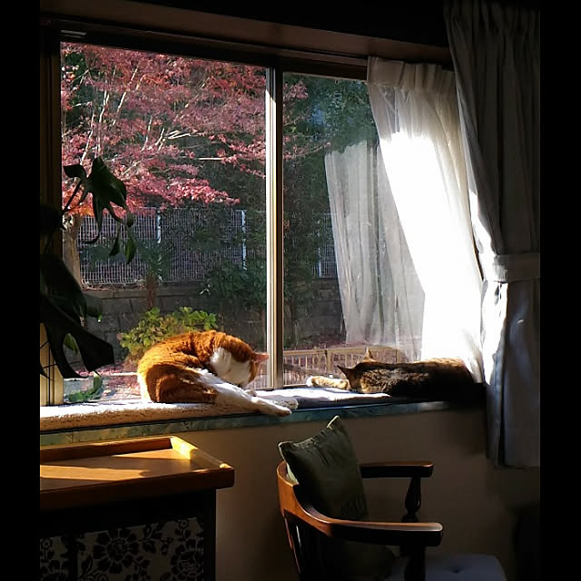 cacaoさんの実例写真