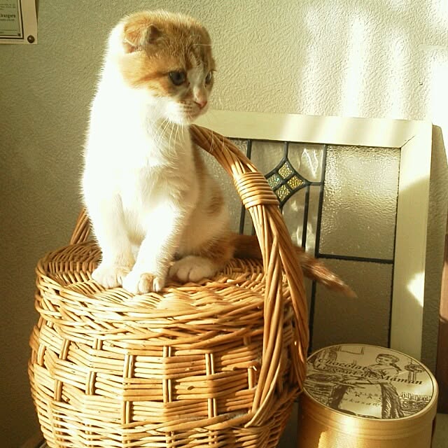 mikiさんの実例写真