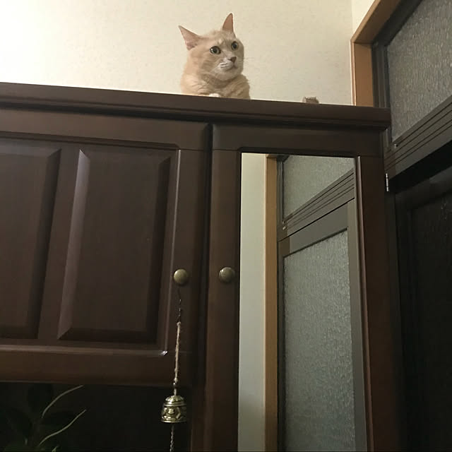 mikan161さんの実例写真