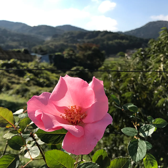 sakurasakuさんの実例写真
