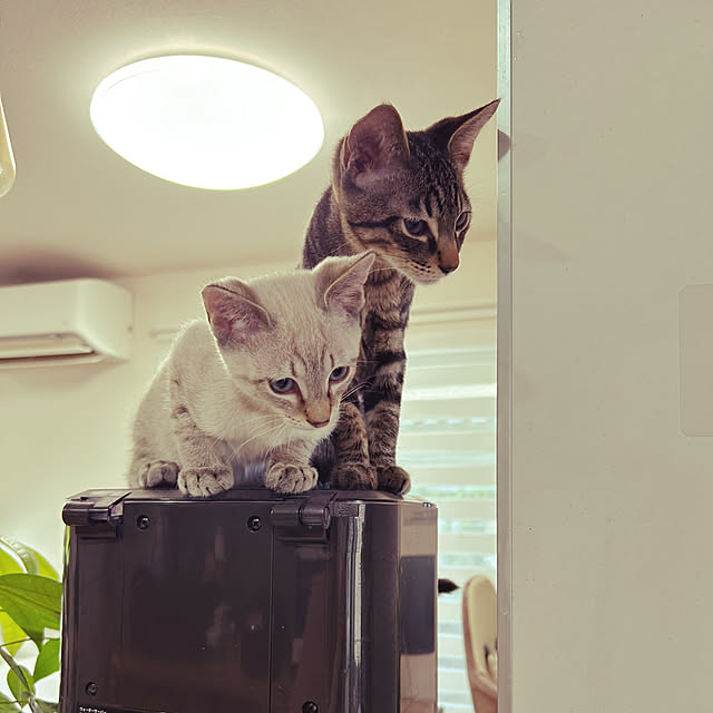 pi-popaさんの実例写真