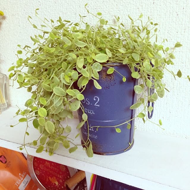 greenmenさんの実例写真