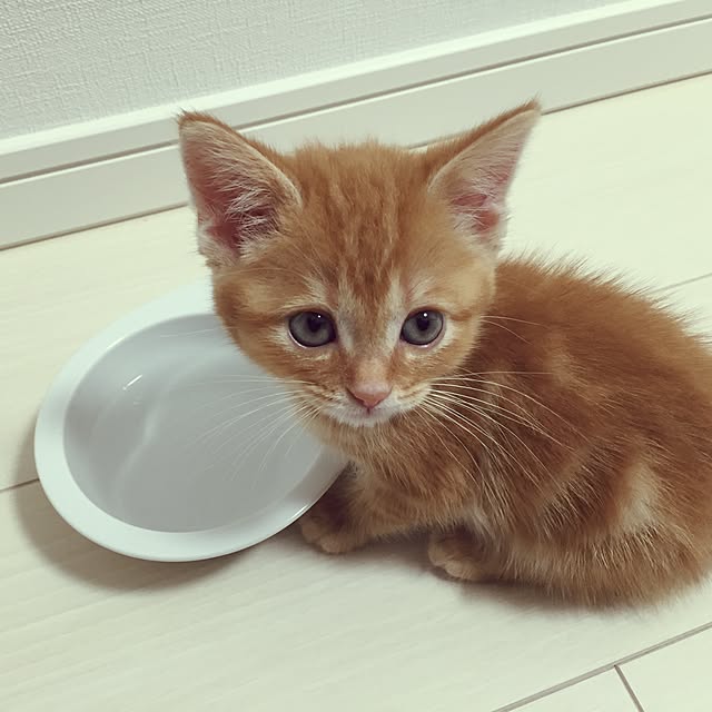 Oshi0077さんの実例写真