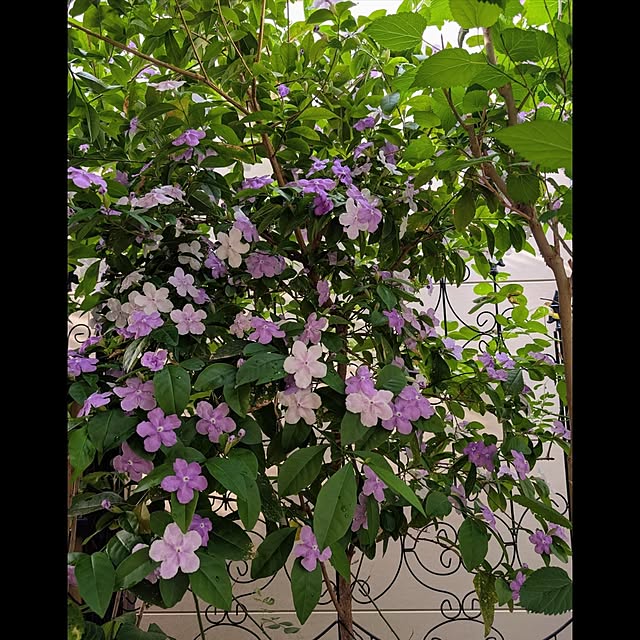 aromameさんの部屋