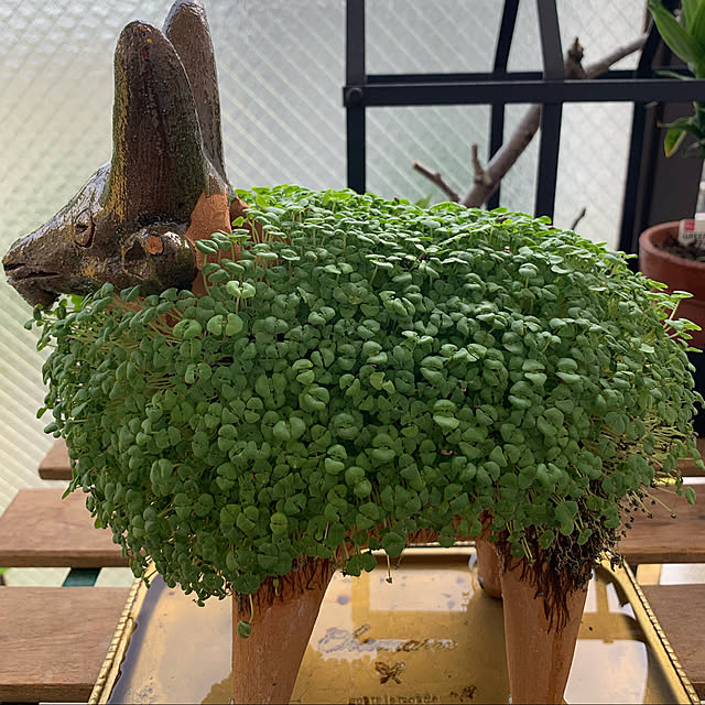 aureaさんの実例写真