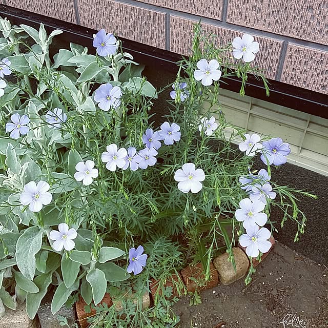 Minaharuさんの実例写真