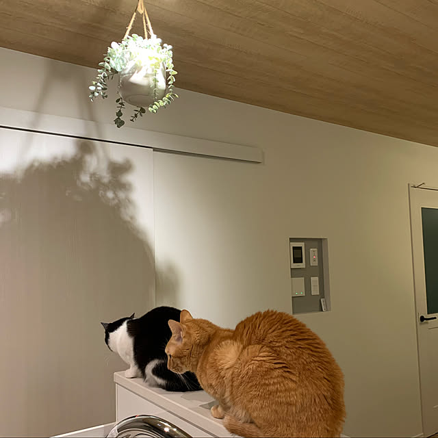 neko_daisukiさんの実例写真