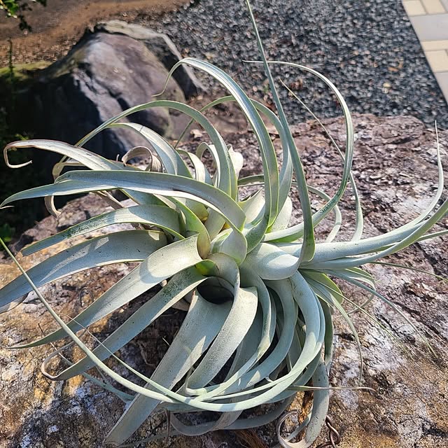 Rubiconさんの実例写真