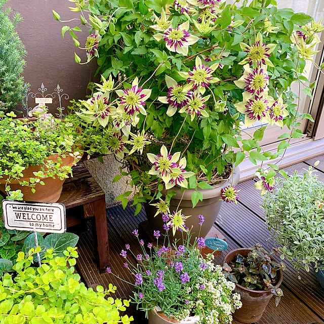 chisaさんの部屋