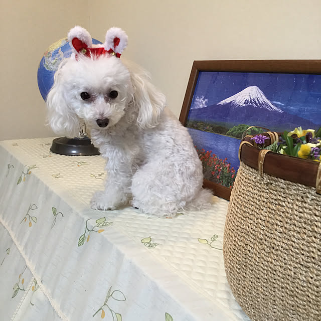 kakoさんの実例写真