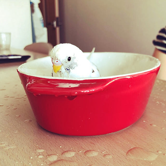 kotoさんの実例写真