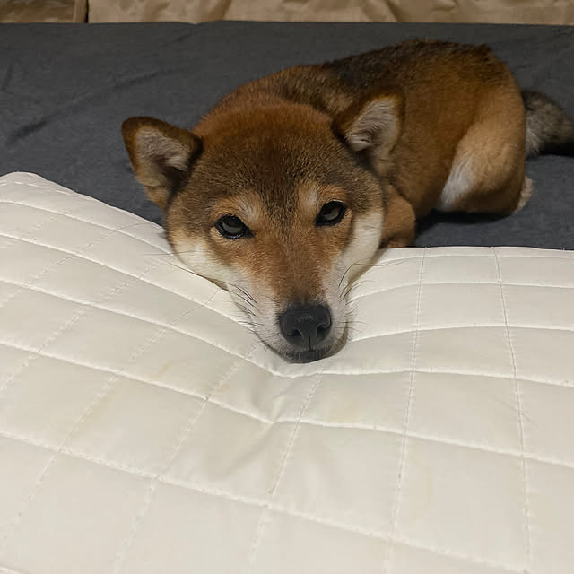nocomomさんの部屋