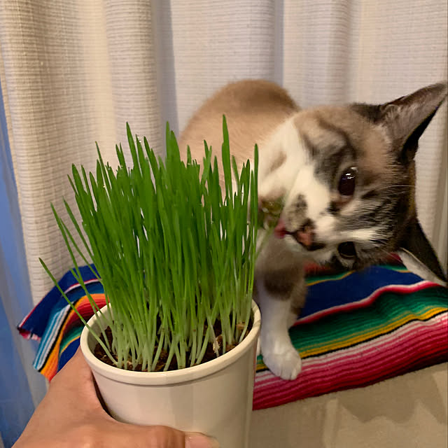 bowbowcoさんの実例写真