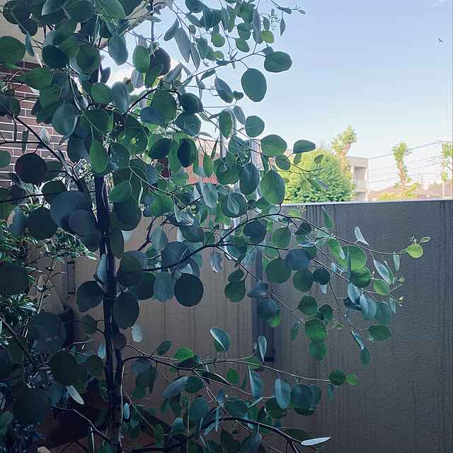 puffloveさんの実例写真