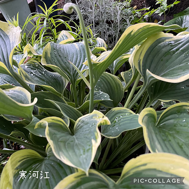 buchiさんの実例写真