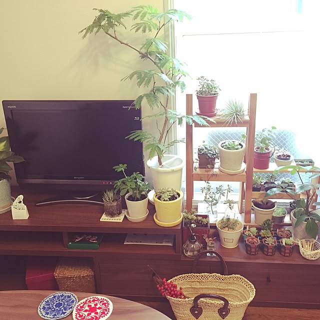 部屋全体/多肉植物/観葉植物/一人暮らしのインテリア実例 - 2015-12-15 15:47:42