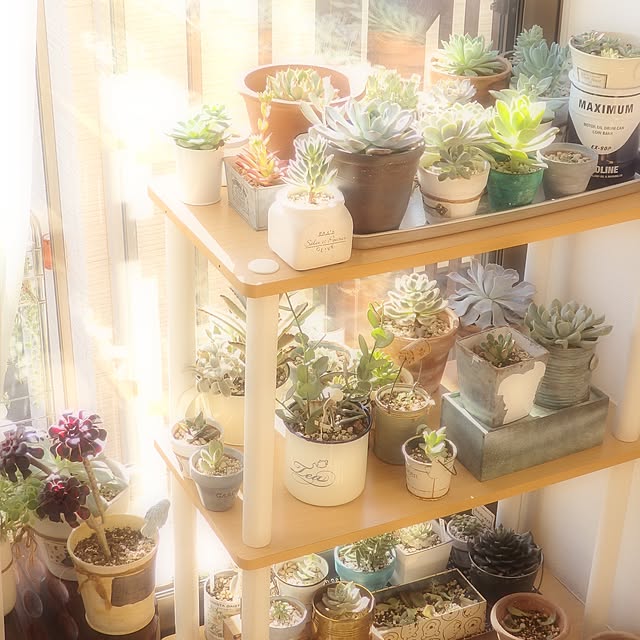 NORAさんの実例写真
