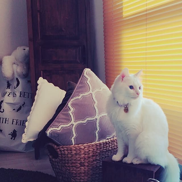 miSaさんの実例写真