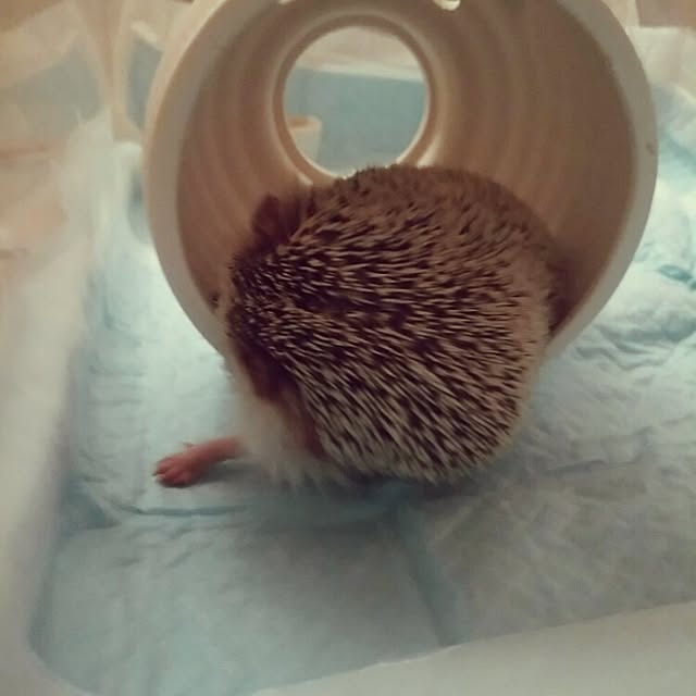 kuruさんの実例写真