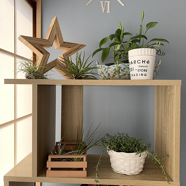 グリーンネックレス/エアプランツ/障子どうしよう/観葉植物初心者/観葉植物...などのインテリア実例 - 2021-10-31 08:25:00