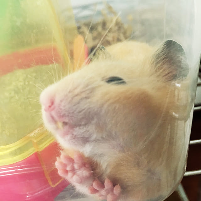 kinkumaさんの実例写真