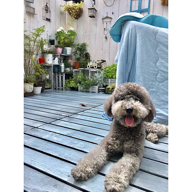 makoriさんの実例写真