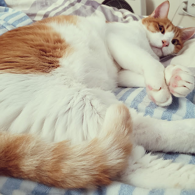 tsuuuuuuunさんの実例写真