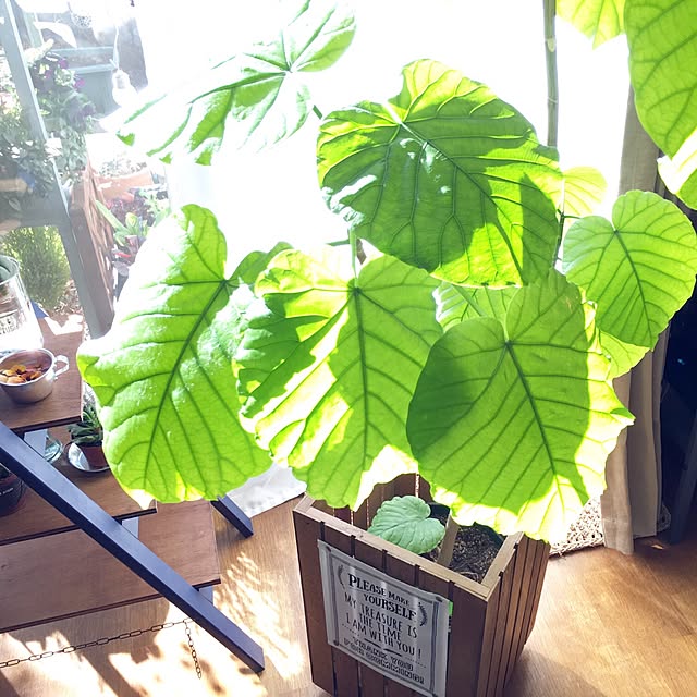 onokenkoさんの実例写真