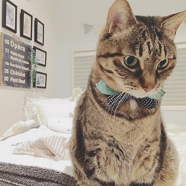 lovecatさんの実例写真