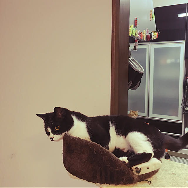 nekoさんの実例写真