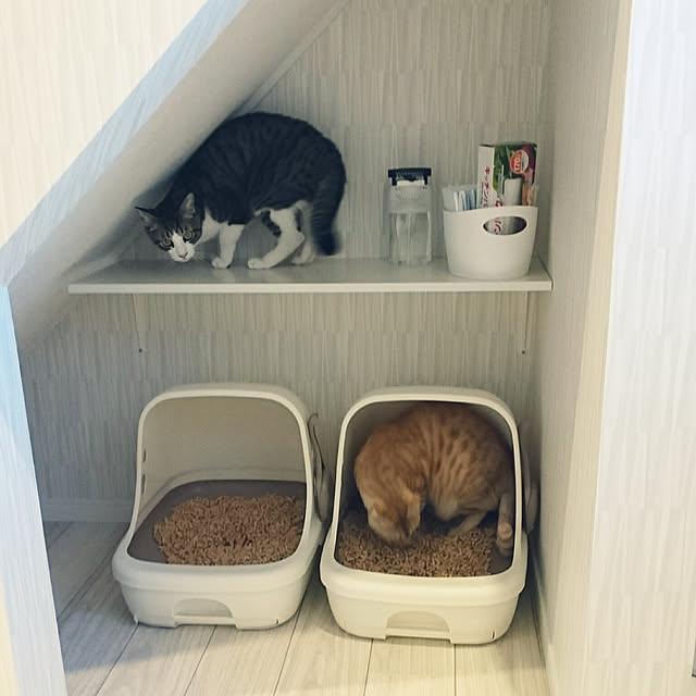 shiiiさんの実例写真