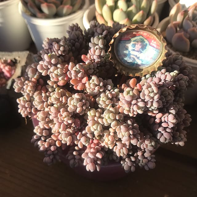 miniさんの実例写真