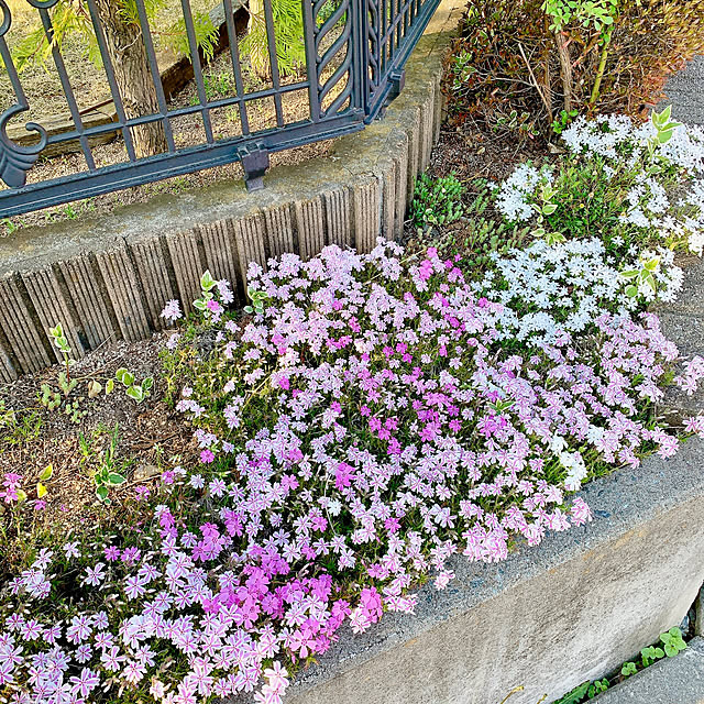 Momoさんの部屋