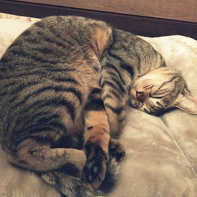 futukoさんの実例写真