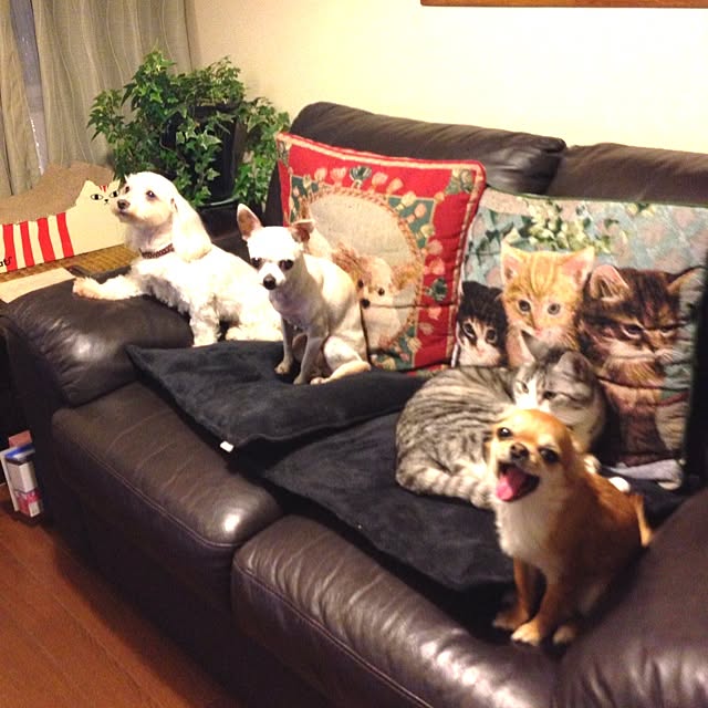 sayabananaさんの実例写真