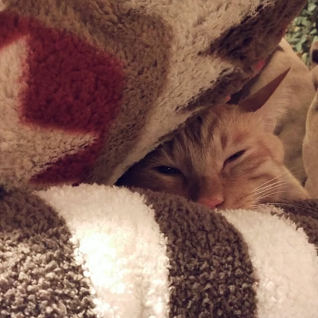 ベッド周り/男前？猫/IKEAのインテリア実例 - 2014-10-10 02:14:58